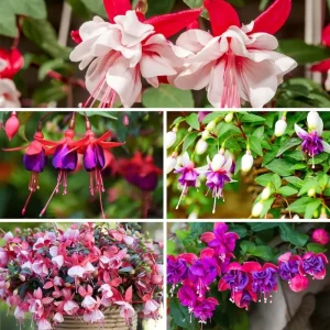 White Pink Fuchsia Live Plants - Hardy Flower, 2 Plugs, 3-5