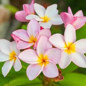 White Pink Plumeria Plant Cutting – Tropical Fragrant Frangipani – 6-10 Inch Unrooted - Image 3