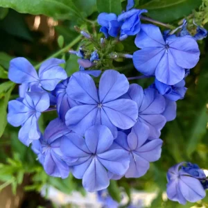White Plumbago Live Plants - 2 Pack, 4-8