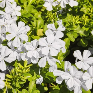 White Plumbago Live Plants - 3 Pack, 4-7 Inches Tall, Tropical Shrub for Garden & Containers - Image 3