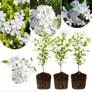 White Plumbago Live Plants - 3 Pack, 4-7 Inches Tall, Tropical Shrub for Garden & Containers - Image 1