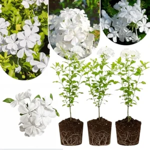 White Plumbago Live Plants - 3 Pack, 4-7