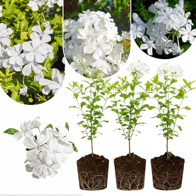 White Plumbago Live Plants - 3 Pack, 4-7" Tall Tropical Shrub for Garden - Image 4
