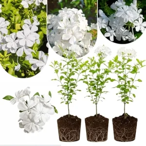 White Plumbago Live Plants - 3 Pack, 4-7