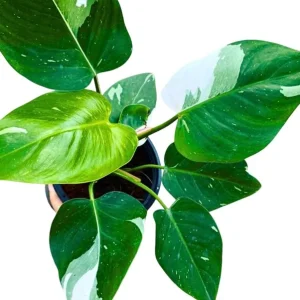 White Princess Philodendron Live Plant – Variegated Aroid – 5-8 Inch Tall Indoor Houseplant - Image 3