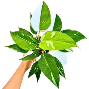White Princess Philodendron Live Plant – Variegated Aroid – 5-8 Inch Tall Indoor Houseplant - Image 4