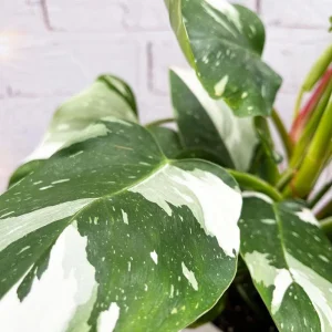 White Princess Philodendron Live Plant – Variegated Aroid – 5-8 Inch Tall Indoor Houseplant - Image 5