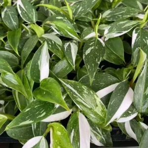 White Princess Philodendron Live Plant – Variegated Aroid – 5-8 Inch Tall Indoor Houseplant - Image 7