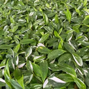 White Princess Philodendron Live Plant – Variegated Aroid – 5-8 Inch Tall Indoor Houseplant - Image 8