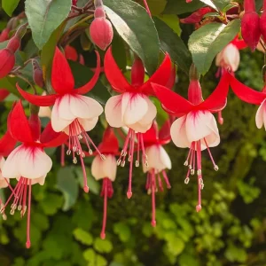 White Red Fuchsia Live Plant – 5 Inch Pot – Hardy Hanging Basket Flower - Image 2