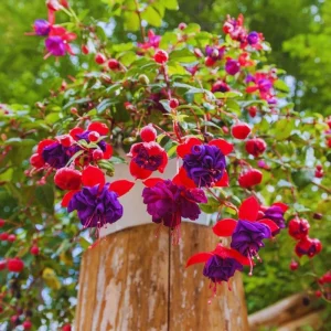 White Red Fuchsia Live Plant – 5 Inch Pot – Hardy Hanging Basket Flower - Image 3