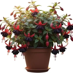 White Red Fuchsia Live Plant – 5 Inch Pot – Hardy Hanging Basket Flower - Image 4