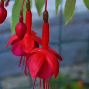 White Red Fuchsia Live Plant – 5 Inch Pot – Hardy Hanging Basket Flower - Image 1