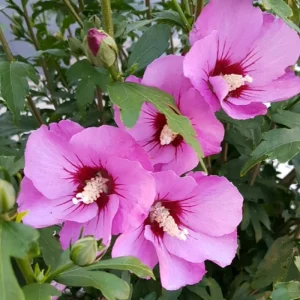 White Rose of Sharon Live Plant, 6-12