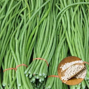 White Seeded Yard Long Bean Seeds - 50 Seeds for Planting, Green Bean - Image 5
