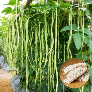 White Seeded Yard Long Bean Seeds - 50 Seeds for Planting, Green Bean - Image 6