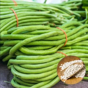 White Seeded Yard Long Bean Seeds - 50 Seeds for Planting, Green Bean - Image 1