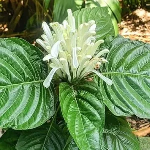 White Shrimp Plant Live, 5-7 Inches Tall, Easy Care Houseplant, Indoor/Outdoor - Image 5