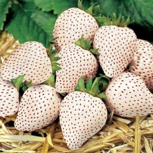 White Strawberry Carolina Pineberry Live Plants - 10 Roots, Fragrant & Sweet, Indoor/Outdoor - Image 2