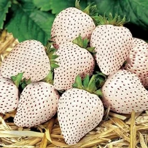White Strawberry Carolina Pineberry Live Plants - 10 Roots, Fragrant & Sweet, Indoor/Outdoor - Image 6