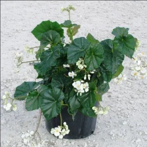 White Sweet Begonia Live Plant - Begonia Odorata Alba Starter, Fragrant Flowers, 5-9