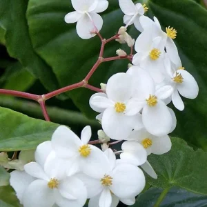 White Sweet Begonia Live Plant - Begonia Odorata Alba Starter, Fragrant Flowers, 5-9