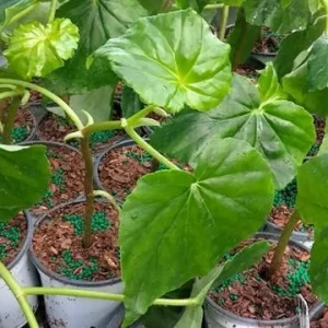 White Sweet Begonia Live Plant - Begonia Odorata Alba Starter, Fragrant Flowers, 5-9