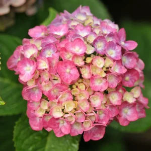 White to Pink Hydrangea Bush Live Plant, 5-12