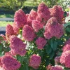 White to Pink Hydrangea Bush Live Plant, 5-12" Starter Shrub, Temperate Hardy - Image 1