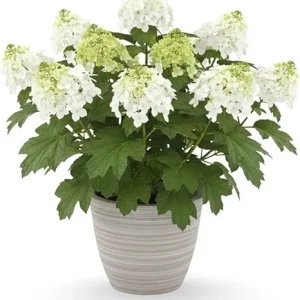 White to Pink Hydrangea Tree Live Plant – 4-8 Inches – Compact Foliage - Image 2