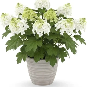 White to Pink Hydrangea Tree Live Plant – 4-8 Inches – Compact Foliage - Image 3