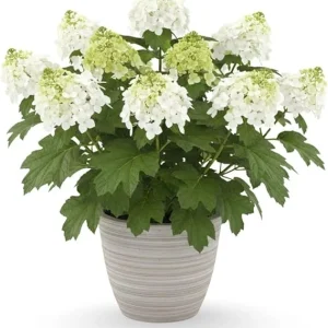 White to Pink Hydrangea Tree Live Plant – 4-8 Inches – Compact Foliage - Image 7