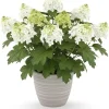 White to Pink Hydrangea Tree Live Plant – 4-8 Inches – Compact Foliage - Image 1