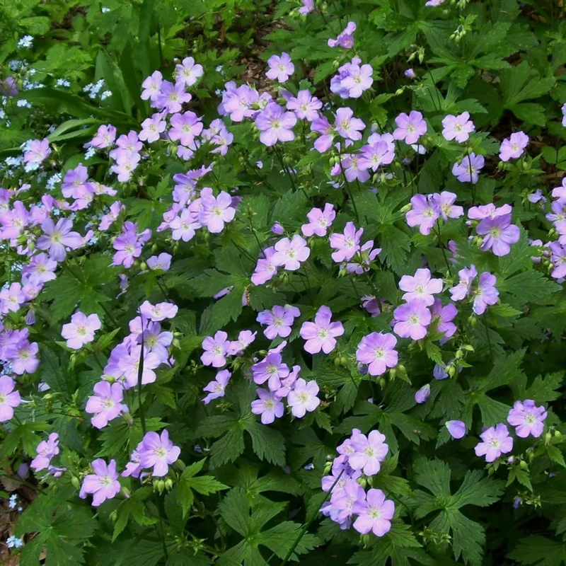 Wild Geranium Bare Roots - 5 Pack Perennial Purple Flowers Outdoor - Image 2