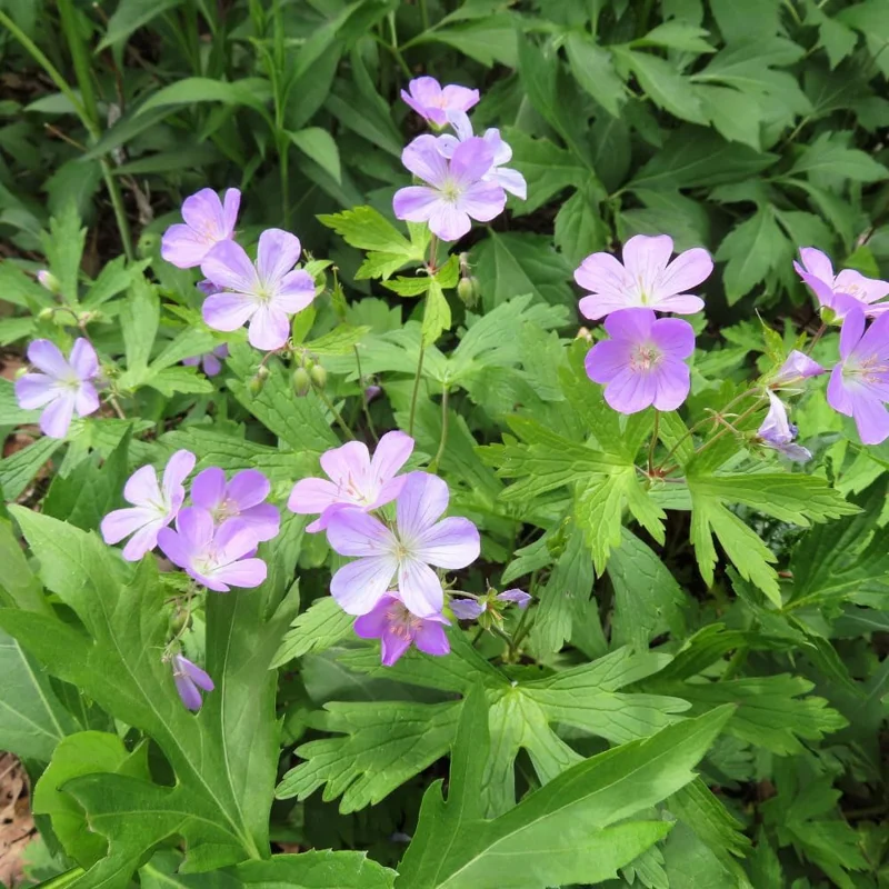 Wild Geranium Bare Roots - 5 Pack Perennial Purple Flowers Outdoor - Image 3