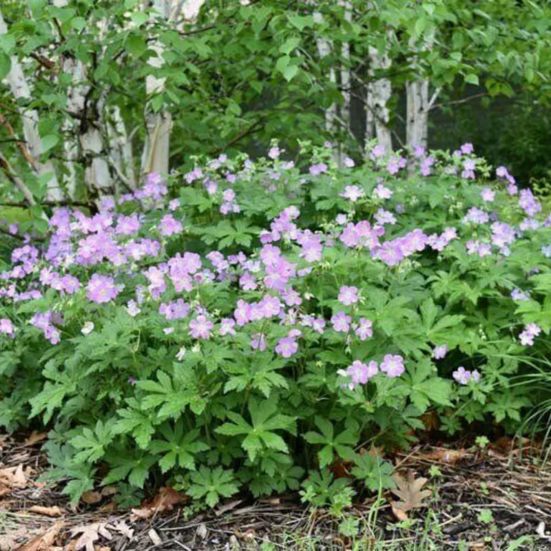 Wild Geranium Bare Roots - 5 Pack Perennial Purple Flowers Outdoor - Image 4