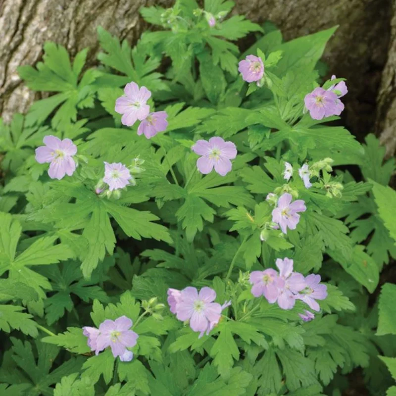 Wild Geranium Bare Roots - 5 Pack Perennial Purple Flowers Outdoor - Image 5