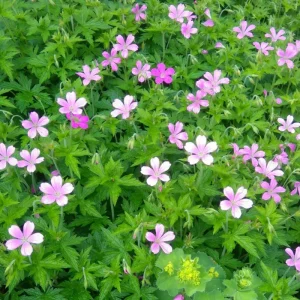 Wild Geranium Bare Roots - 5 Pack Perennial Purple Flowers Outdoor - Image 6