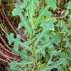 Wild Lettuce Live Plant – 6-8 Inch Seedling in 4-Inch Pot for Gardens - Image 3