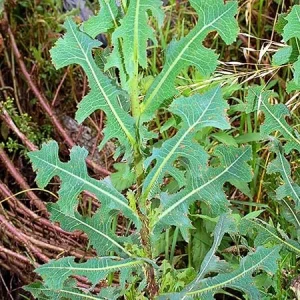 Wild Lettuce Live Plant – 6-8 Inch Seedling in 4-Inch Pot for Gardens - Image 5