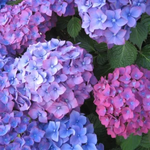 Winter Hardy Hydrangea Bush Live Shrub Plant, Pink to Purple Blooms, 6-12