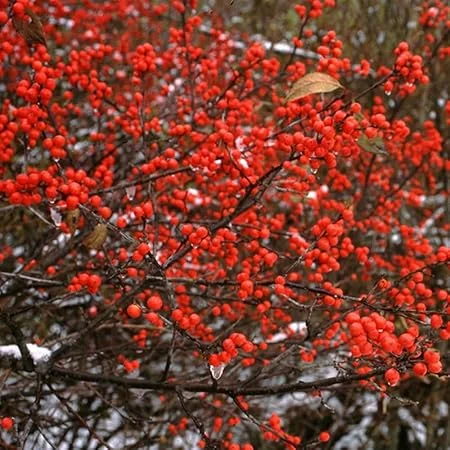 Winterberry Holly Plant Live Shrub - Red Berries, 4 Inch Container, Zones 3-8 - Image 2