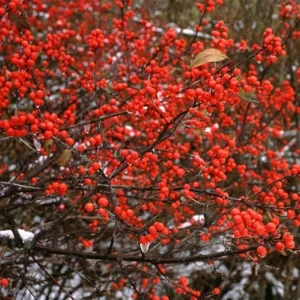 Winterberry Holly Plant Live Shrub - Red Berries, 4 Inch Container, Zones 3-8 - Image 3
