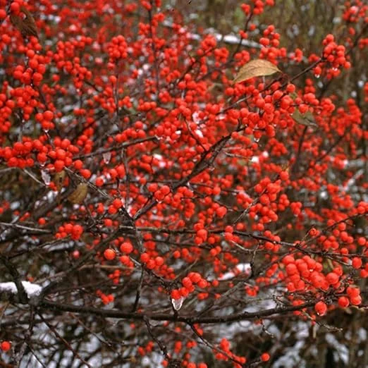 Winterberry Holly Plant Live Shrub - Red Berries, 4 Inch Container, Zones 3-8 - Image 3