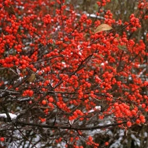 Winterberry Holly Plant Live Shrub - Red Berries, 4 Inch Container, Zones 3-8 - Image 5