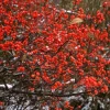 Winterberry Holly Plant Live Shrub - Red Berries, 4 Inch Container, Zones 3-8 - Image 1