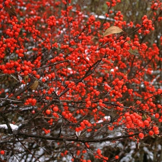Winterberry Holly Plant Live Shrub - Red Berries, 4 Inch Container, Zones 3-8 - Image 6