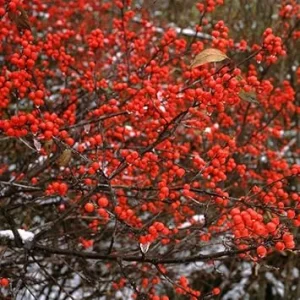 Winterberry Holly Plant Live Shrub - Red Berries, 4 Inch Container, Zones 3-8 - Image 7