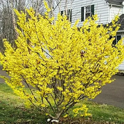 Witch Hazel Live Plant, 12 Inches Tall, Hardy Flowering Shrub for Outdoor Planting, Fragrant Winter Blooms - Image 5