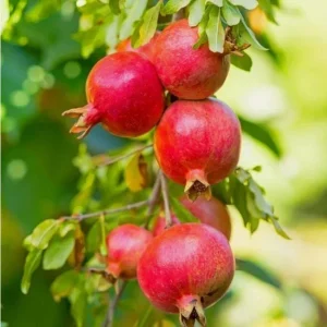 Wonderful Pomegranate Cuttings - Set of 6, 8-10" Tall - Edible Fruit Tree for Garden - Image 2